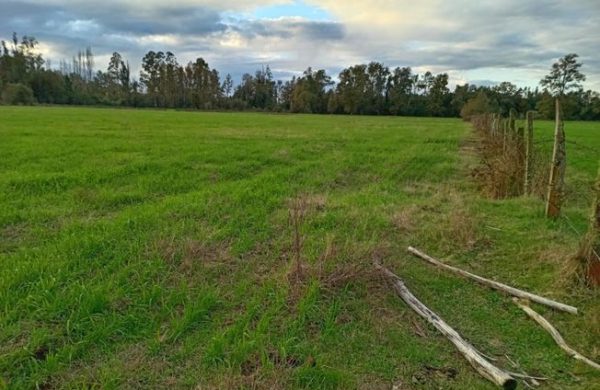 WhatsApp Image 2024-06-25 at 18.39.15